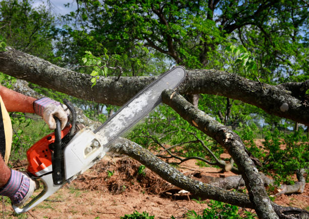  , USA Tree Services Pros